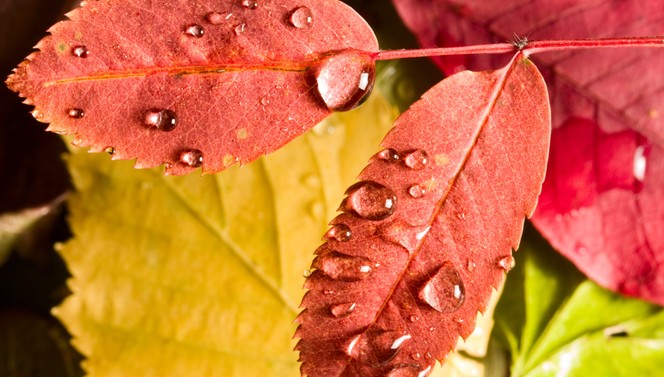 Lovely autumn